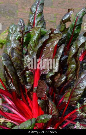 Beta vulgaris Pink Passion chard pink Passion Schweizer chard pink Passionsgemüse wächst mit dunkelgrünen Blättern und rosa rot Vorbauten Stockfoto