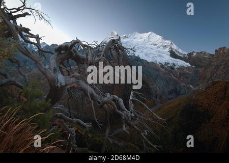 Mount Belalakaya mit schneebedeckten Gipfeln am Morgen in Dombay mit einem trockenen Baum im Vordergrund, Hintergrundbild Stockfoto