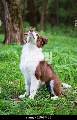 Liebenswert Border Collie Welpe sitzt auf dem Boden. Vier Monate alt niedlichen flauschigen Welpen im Park. Stockfoto