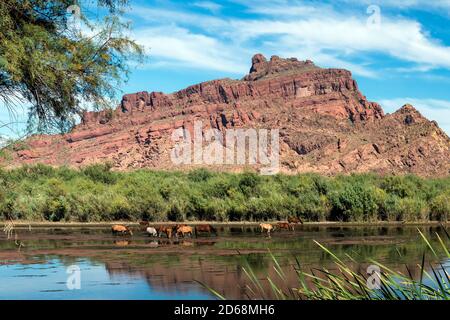 Salt River Wild Horses in Tonto National Forest in der Nähe von Phoenix, Arizona. Stockfoto