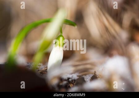Schneeglöckchen Galanthus nivalis im Wald aus nächster Nähe. Makrofotografie von Schneeglöckchen mit Schnee. Zarte erste Blumen machen ihren Weg durch den Schnee. Konz Stockfoto