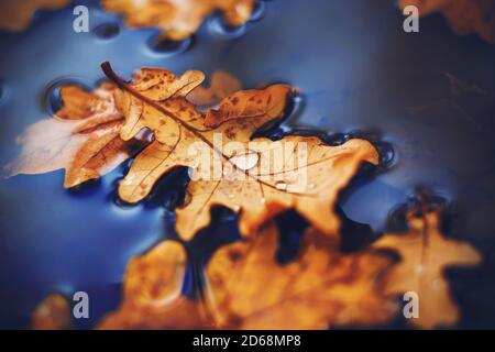 Ein schönes trockenes, gebogenes Blatt, das von einer Eiche fiel, liegt auf der Wasseroberfläche in einer Pfütze, und auf ihr leuchten nach dem Regen Tropfen. Makro Stockfoto