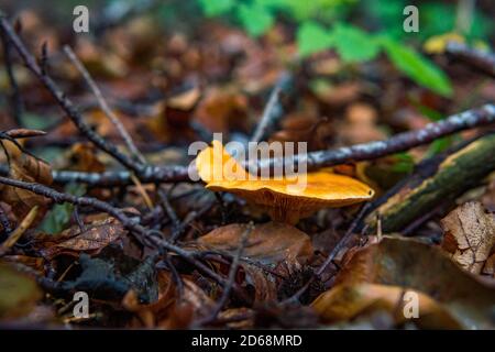 Verschiedene Pilzpilze im bunten Herbstwald in Oberschwaben, Deutschland Stockfoto