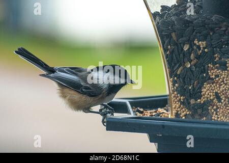 Chickadee auf dem Futterhäuschen, der Samen isst Stockfoto