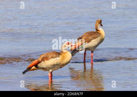 Zwei ägyptische Gans stehen in einem Fluss bei Afrika Stockfoto