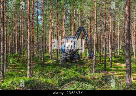 Harvester arbeitet mit Ausdünnung in einem Wald Stockfoto