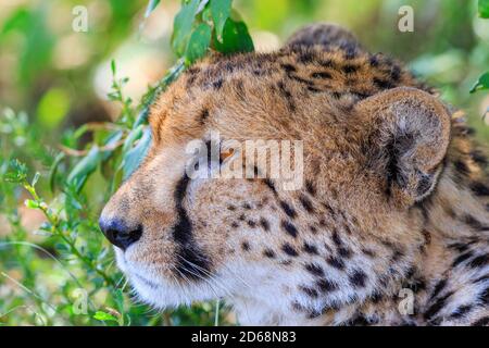 Schöne Cheetah Nahaufnahme im Schatten Blick auf etwas Stockfoto