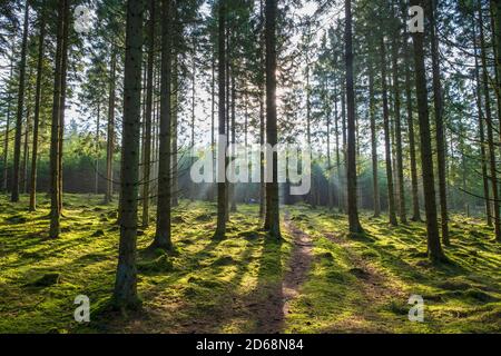 Unbefestigte Straße in einem sonnigen Fichtenwald mit Sonnenstrahlen Stockfoto