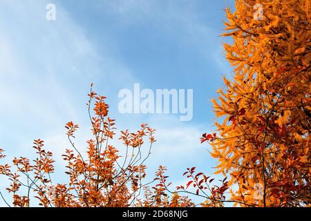 Gelbe Lärche und Bäume mit orangefarbenen Blättern im Herbst dagegen Blauer Himmel im Wald Stockfoto