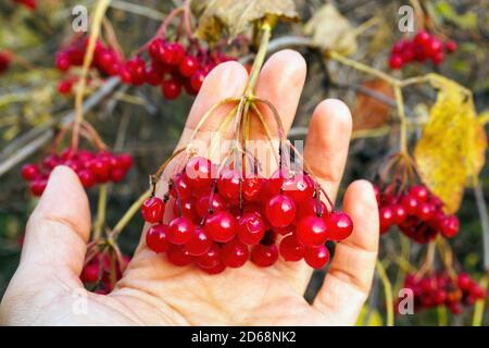 Zweig der roten viburnum Früchte auf Frauen Hand am Herbsttag, selektive Fokus. Stockfoto