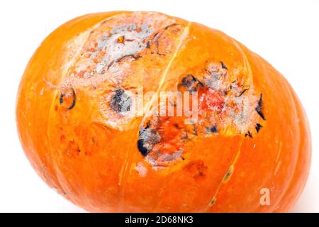 Nahaufnahme von Kürbis mit Mehltau auf weißem Hintergrund, selektiver Fokus Stockfoto