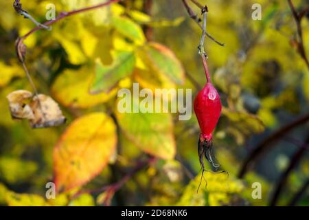 Rote Hagebutte auf dem Hintergrund der gelben Blätter am sonnigen Herbsttag. Selektiver Fokus, Kopierbereich. Stockfoto
