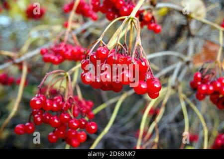 Rote viburnum Früchte hängen an sonnigen Herbsttag, selektiver Fokus. Stockfoto