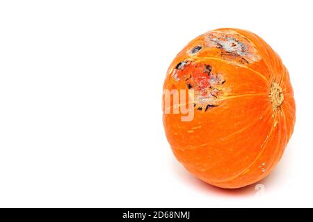 Kürbis mit Fäule und Schimmel auf weißem Hintergrund, selektiver Fokus, Kopierraum für Text. Stockfoto