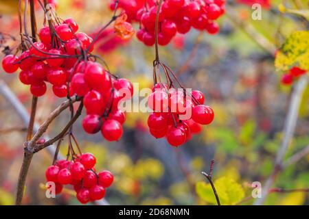 Rote Viburnum-Früchte hängen an einem sonnigen Herbsttag an einem Baum, selektiver Fokus. Stockfoto