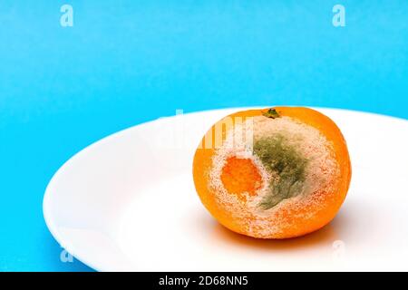 Nahaufnahme der verdorbenen, verfaulten Mandarine mit Schimmel auf weißem Teller Auf blauem Hintergrund Stockfoto