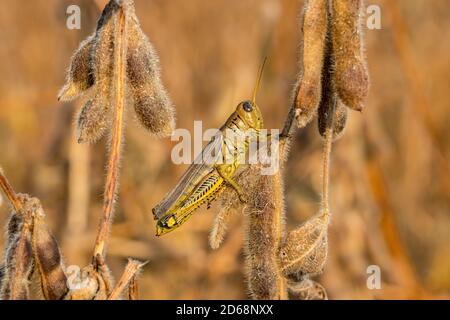 Nahaufnahme von Differential Grasshopper auf Sojabohnenpflanze während der Herbsternte. Konzept von Insektenschäden, Schädlingsbekämpfung, Ertragsverlust Stockfoto