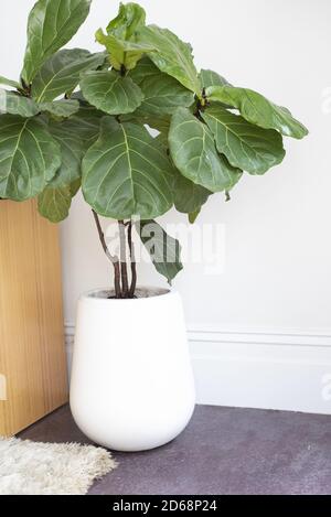 Vertikale Aufnahme einer inneren Geige-Blatt-Feigenpflanze in a Weißer Topf Stockfoto
