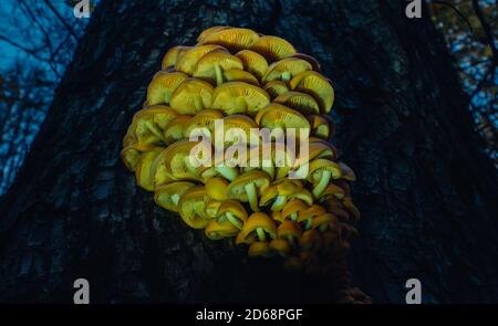 Orange essbare Pilze flammulina velutipes auf dunklem Holz. Natur Pilze Textur. Holzpilze Hintergrund. Nachts leuchtende Pilze Stockfoto