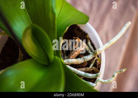 Junge und gesunde Wurzeln der Phalaenopsis Orchidee im Blumentopf. Transplantationen von Pflanzen, Hausgärtnerei, Pflanzenpflegekonzept. Stockfoto