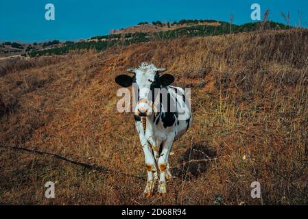 Schwarze und weiße Milchkuh grasen auf einem Feld. Herbstliche Landschaft. Russisches Schwarzvieh-Rind. Stockfoto