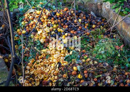 Ein Haufen fauler Äpfel im Garten mit Pflanzen und Ästen. Kompostgrube im Garten Stockfoto