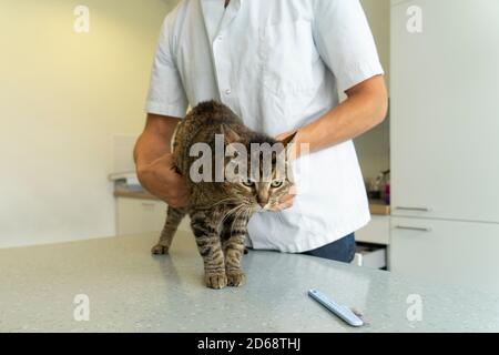 Tabby Katze, die an ihrem Darm und zurück examiniert wird Eine nicht erkennbare Tierärztin, die sie sanft am Bauch hält Stockfoto