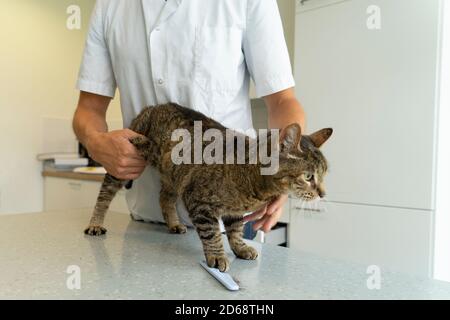 Tabby Katze, die an ihrem Darm und zurück examiniert wird Eine nicht erkennbare Tierärztin, die sie sanft am Bauch hält Stockfoto