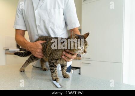 Tabby Katze, die an ihrem Darm und zurück examiniert wird Eine nicht erkennbare Tierärztin, die sie sanft am Bauch hält Stockfoto