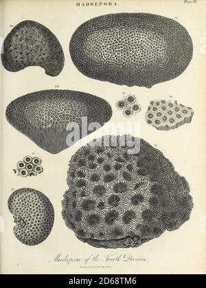 Die Illustration von Madrepora (Mutter der Poren) aus dem 19. Jahrhundert ist eine Gattung steinerner Korallen, die oft Riffe oder Inseln in tropischen Lagen bilden. Die Namen Mastrepore und Mastreporaria wurden früher allgemein auf jede Steinkoralle der Familie Scleractinia angewendet. Sie vermehren sich auf drei verschiedene Arten, wie sie die Meereszoologin Anne Thynne (1800-1866) entdeckt hat.[2] Sie ist allgemein als Hornkoralle bekannt. Kolonie wird mit kleinen Polypen in zylindrischen Schalen verzweigt, die durch perforiertes Coenosteum getrennt sind. Terminal Polyp tragen sechs Tentakeln, während laterale Polypen Tweve Tentakeln tragen. Madrepora ist ökonomisch Stockfoto