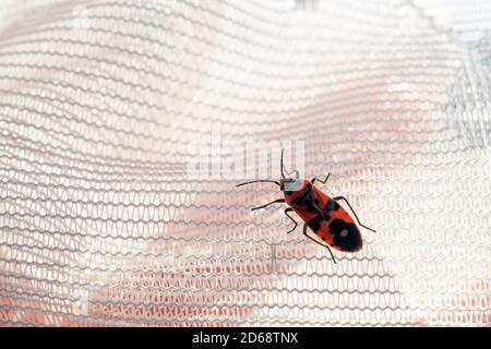 Pyrrhocoris apterus , Feuerwanzen auf weißem Stoff, Kopierraum Stockfoto