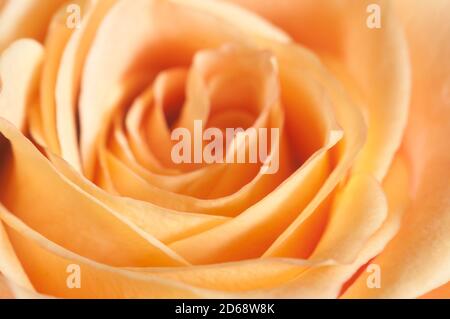 Rose Blume Makro schoss lokalen Fokus Stockfoto