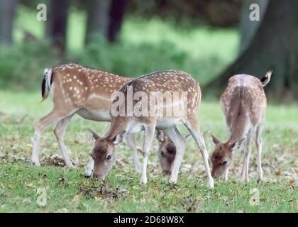 Schöne Wildfadenwild Fütterung und Ruhe an einem Herbsttag in norfolk. Stockfoto