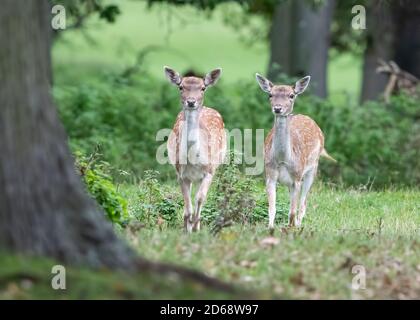 Wunderschöne Wildfaunhirsche, die an einem Herbsttag in norfolk auf die Kamera schauen. Stockfoto