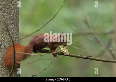 Eurasisches Rothörnchen, das im Frühjahr auf einem Kiefernzweig mit Fichtenkegel sitzt, Bialowieza-Wald, Polen, Europa Stockfoto