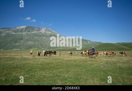 Wildpferde und ein Cowboy im Pian Grande von Castelluccio di Norcia, mit Monte Vettore und Sibillini Bergen im Hintergrund Stockfoto