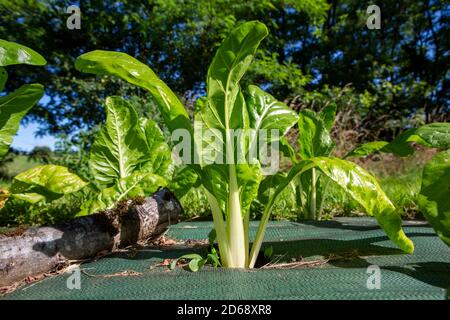 Mangold oder Mangold (Beta vulgaris, die in der Sommersonne in einer Unkrautmatte im Freien wachsen. Stockfoto