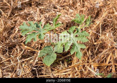 Bio kleine Pastèque oder Wassermelone Pflanze (Citrullus lanatus) wächst in einem Mulch Bettwäsche aus Stroh. Stockfoto
