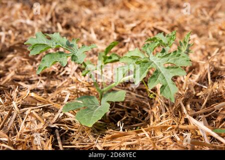 Bio kleine Pastèque oder Wassermelone Pflanze (Citrullus lanatus) wächst in einem Mulch Bettwäsche aus Stroh. Stockfoto