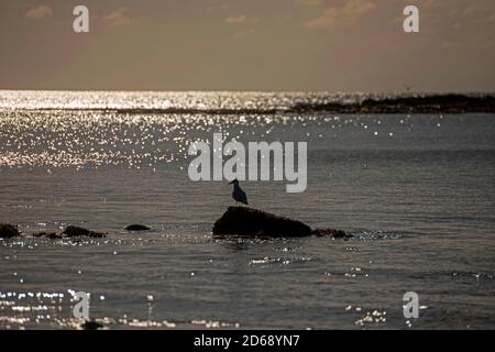 Langland Bay, Swansea, UK, 15. Oktober 2020 EINE Möwe thront auf einem Felsen vor der Crab Island im sonnigen Herbstwetter in der Langland Bay bei Swansea heute Nachmittag während der Aussperrung. Stockfoto