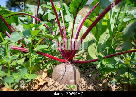 Biologische Rote Bete, die Taproot einer Rübenpflanze (Beta vulgaris subsp. Vulgaris), die im Freien im Boden wächst. Stockfoto