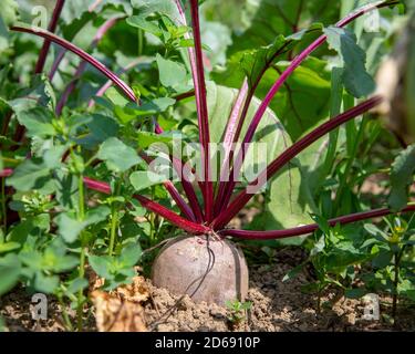 Biologische Rote Bete, die Taproot einer Rübenpflanze (Beta vulgaris subsp. Vulgaris), die im Freien im Boden wächst. Stockfoto