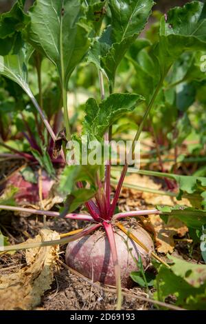 Biologische Rote Bete, die Taproot einer Rübenpflanze (Beta vulgaris subsp. Vulgaris), die im Freien im Boden wächst. Stockfoto