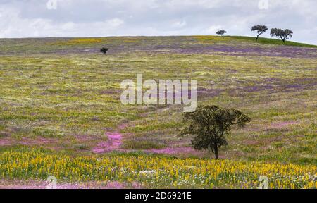 Landschaft mit wildflower Wiese in der Nähe von Mértola im Naturpark Parque Natural do Vale do Guadiana in den Alentejo, Europa, Südeuropa, Por Stockfoto