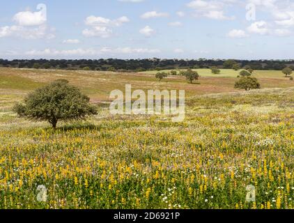 Landschaft mit wildflower Wiese in der Nähe von Mértola im Naturpark Parque Natural do Vale do Guadiana in den Alentejo, Europa, Südeuropa, Por Stockfoto