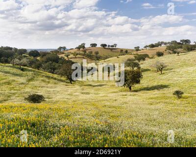 Landschaft mit wildflower Wiese in der Nähe von Mértola im Naturpark Parque Natural do Vale do Guadiana in den Alentejo, Europa, Südeuropa, Por Stockfoto