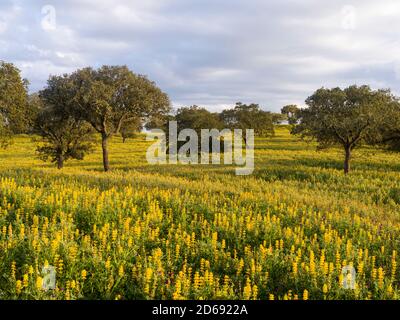 Landschaft mit wildflower Wiese in der Nähe von Mértola im Naturpark Parque Natural do Vale do Guadiana in den Alentejo, Europa, Südeuropa, Por Stockfoto