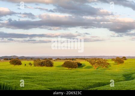 Landschaft mit Feldern von Korn in der Nähe von Mértola im Naturpark Parque Natural do Vale do Guadiana in den Alentejo, Europa, Südeuropa, Portu Stockfoto