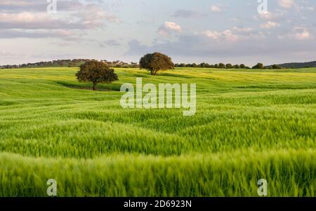 Landschaft mit Feldern von Korn in der Nähe von Mértola im Naturpark Parque Natural do Vale do Guadiana in den Alentejo, Europa, Südeuropa, Portu Stockfoto