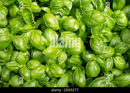 Vollformat Hintergrund oder Texturen von leuchtend grünen Basilikum (Ocimum basilicum) Pflanzen Blätter. Stockfoto